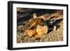 Awesome South Africa Collection - Lion Sleeping at Sunset-Philippe Hugonnard-Framed Photographic Print