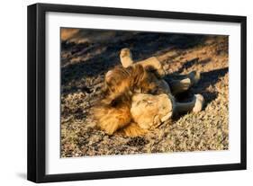 Awesome South Africa Collection - Lion Sleeping at Sunset-Philippe Hugonnard-Framed Photographic Print
