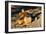 Awesome South Africa Collection - Lion Sleeping at Sunset-Philippe Hugonnard-Framed Photographic Print
