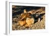 Awesome South Africa Collection - Lion Sleeping at Sunset-Philippe Hugonnard-Framed Photographic Print