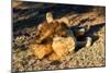 Awesome South Africa Collection - Lion Sleeping at Sunset-Philippe Hugonnard-Mounted Photographic Print