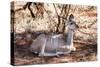 Awesome South Africa Collection - Nyala Antelope-Philippe Hugonnard-Stretched Canvas