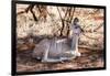 Awesome South Africa Collection - Nyala Antelope-Philippe Hugonnard-Framed Photographic Print