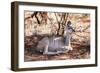 Awesome South Africa Collection - Nyala Antelope-Philippe Hugonnard-Framed Photographic Print