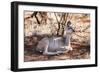 Awesome South Africa Collection - Nyala Antelope-Philippe Hugonnard-Framed Photographic Print