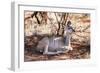 Awesome South Africa Collection - Nyala Antelope-Philippe Hugonnard-Framed Photographic Print