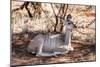 Awesome South Africa Collection - Nyala Antelope-Philippe Hugonnard-Mounted Photographic Print