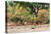 Awesome South Africa Collection - Nyala Females-Philippe Hugonnard-Stretched Canvas