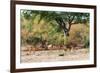 Awesome South Africa Collection - Nyala Females-Philippe Hugonnard-Framed Photographic Print