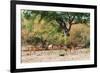 Awesome South Africa Collection - Nyala Females-Philippe Hugonnard-Framed Photographic Print