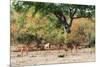 Awesome South Africa Collection - Nyala Females-Philippe Hugonnard-Mounted Photographic Print