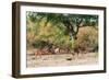 Awesome South Africa Collection - Nyala Females-Philippe Hugonnard-Framed Photographic Print