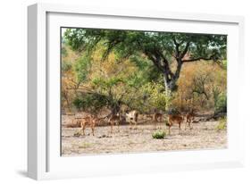 Awesome South Africa Collection - Nyala Females-Philippe Hugonnard-Framed Photographic Print