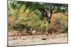 Awesome South Africa Collection - Nyala Females-Philippe Hugonnard-Mounted Photographic Print