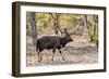 Awesome South Africa Collection - Nyala Male-Philippe Hugonnard-Framed Photographic Print