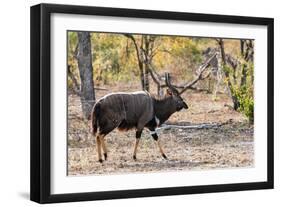 Awesome South Africa Collection - Nyala Male-Philippe Hugonnard-Framed Photographic Print