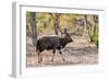 Awesome South Africa Collection - Nyala Male-Philippe Hugonnard-Framed Photographic Print