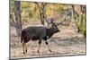 Awesome South Africa Collection - Nyala Male-Philippe Hugonnard-Mounted Photographic Print