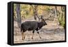 Awesome South Africa Collection - Nyala Male-Philippe Hugonnard-Framed Stretched Canvas