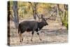Awesome South Africa Collection - Nyala Male-Philippe Hugonnard-Stretched Canvas