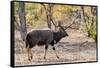 Awesome South Africa Collection - Nyala Male-Philippe Hugonnard-Framed Stretched Canvas