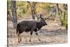 Awesome South Africa Collection - Nyala Male-Philippe Hugonnard-Stretched Canvas