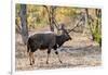 Awesome South Africa Collection - Nyala Male-Philippe Hugonnard-Framed Photographic Print