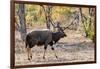 Awesome South Africa Collection - Nyala Male-Philippe Hugonnard-Framed Photographic Print