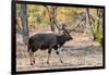 Awesome South Africa Collection - Nyala Male-Philippe Hugonnard-Framed Photographic Print