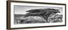 Awesome South Africa Collection Panoramic - Acacia Tree B&W-Philippe Hugonnard-Framed Photographic Print