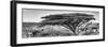 Awesome South Africa Collection Panoramic - Acacia Tree B&W-Philippe Hugonnard-Framed Photographic Print