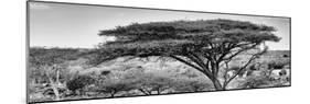 Awesome South Africa Collection Panoramic - Acacia Tree B&W-Philippe Hugonnard-Mounted Photographic Print