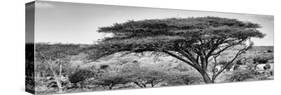 Awesome South Africa Collection Panoramic - Acacia Tree B&W-Philippe Hugonnard-Stretched Canvas