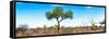 Awesome South Africa Collection Panoramic - Acacia Tree in the Savannah II-Philippe Hugonnard-Framed Stretched Canvas