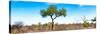 Awesome South Africa Collection Panoramic - Acacia Tree in the Savannah II-Philippe Hugonnard-Stretched Canvas