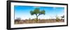 Awesome South Africa Collection Panoramic - Acacia Tree in the Savannah II-Philippe Hugonnard-Framed Photographic Print