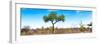 Awesome South Africa Collection Panoramic - Acacia Tree in the Savannah II-Philippe Hugonnard-Framed Photographic Print