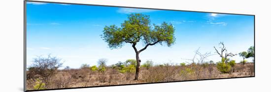 Awesome South Africa Collection Panoramic - Acacia Tree in the Savannah II-Philippe Hugonnard-Mounted Photographic Print