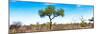 Awesome South Africa Collection Panoramic - Acacia Tree in the Savannah II-Philippe Hugonnard-Mounted Photographic Print