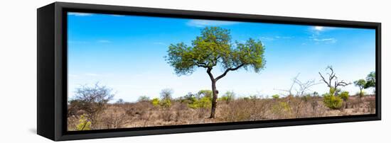 Awesome South Africa Collection Panoramic - Acacia Tree in the Savannah II-Philippe Hugonnard-Framed Stretched Canvas