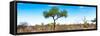 Awesome South Africa Collection Panoramic - Acacia Tree in the Savannah II-Philippe Hugonnard-Framed Stretched Canvas