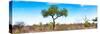 Awesome South Africa Collection Panoramic - Acacia Tree in the Savannah II-Philippe Hugonnard-Stretched Canvas