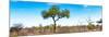 Awesome South Africa Collection Panoramic - Acacia Tree in the Savannah II-Philippe Hugonnard-Mounted Photographic Print