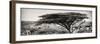 Awesome South Africa Collection Panoramic - Acacia Tree-Philippe Hugonnard-Framed Photographic Print