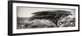 Awesome South Africa Collection Panoramic - Acacia Tree-Philippe Hugonnard-Framed Photographic Print