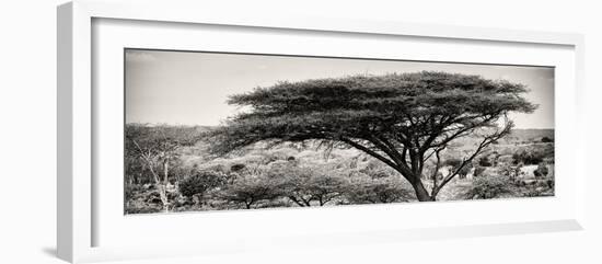 Awesome South Africa Collection Panoramic - Acacia Tree-Philippe Hugonnard-Framed Photographic Print