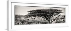 Awesome South Africa Collection Panoramic - Acacia Tree-Philippe Hugonnard-Framed Photographic Print