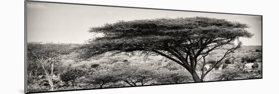 Awesome South Africa Collection Panoramic - Acacia Tree-Philippe Hugonnard-Mounted Photographic Print