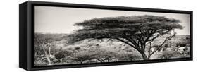 Awesome South Africa Collection Panoramic - Acacia Tree-Philippe Hugonnard-Framed Stretched Canvas