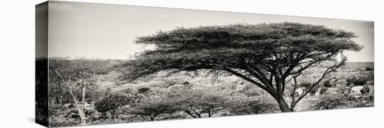 Awesome South Africa Collection Panoramic - Acacia Tree-Philippe Hugonnard-Stretched Canvas